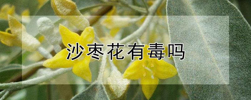 沙枣花有毒吗（沙枣刺有毒吗）