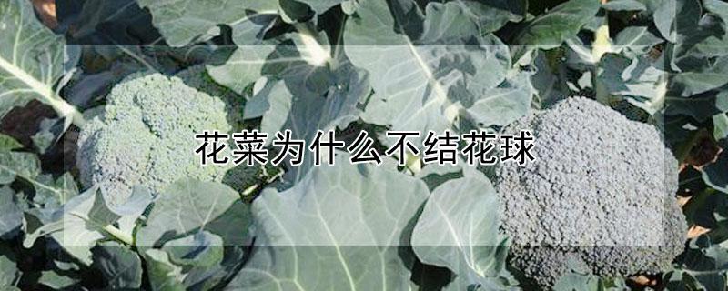 花菜为什么不结花球 花菜怎么不结花