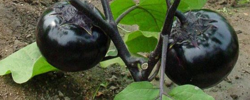 茄子苗不长是什么原因 茄子苗不长是什么原因造成的