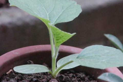 葫芦苗叶子蔫了咋办