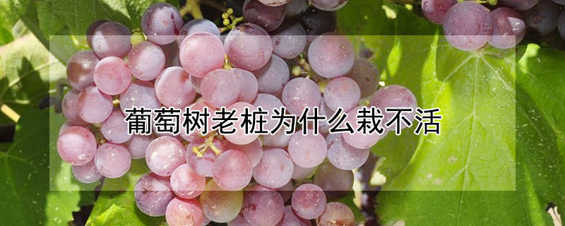 葡萄树老桩为什么栽不活（葡萄老树桩可以栽种吗?）