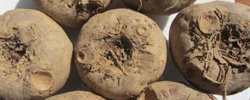 魔芋种下地为什么会烂（魔芋种地里为什么会烂正常吗）