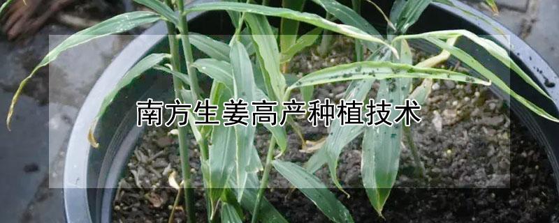 南方生姜高产种植技术（南方生姜高产种植技术与管理）
