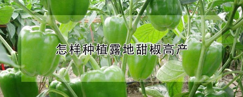 怎样种植露地甜椒高产（甜椒怎样种才能高产）
