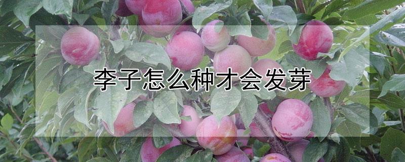 李子怎么种才会发芽 李子核怎么种才能发芽