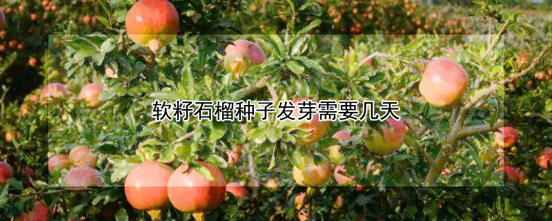 软籽石榴种子发芽需要几天（软籽石榴种子发芽需要几天出苗）