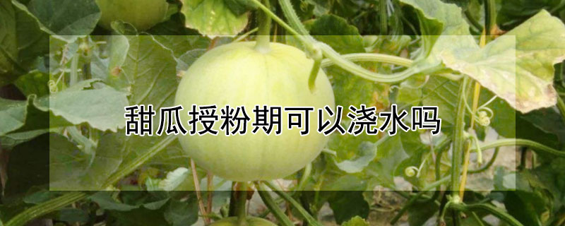 甜瓜授粉期可以浇水吗（甜瓜授粉期可以浇水吗）