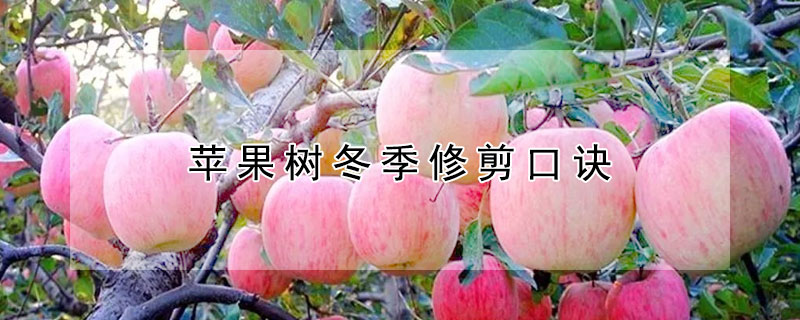 苹果树冬季修剪口诀 苹果树冬季修剪口诀南不留上