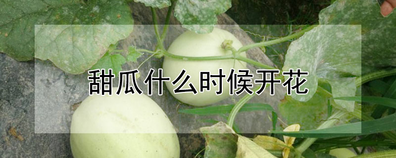 甜瓜什么时候开花（甜瓜多久开花结果）