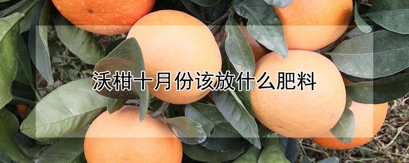 沃柑十月份该放什么肥料（沃柑秋季施什么肥料）