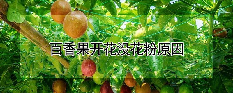 百香果开花没花粉原因 百香果开花没花粉原因