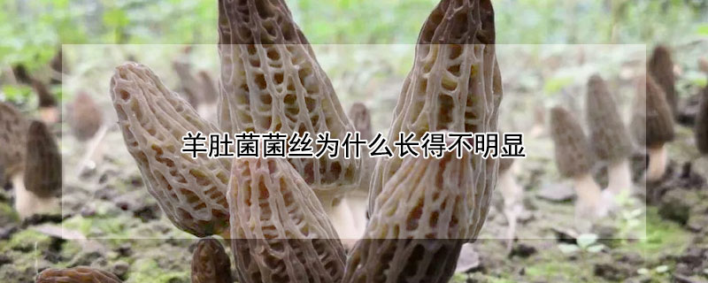 羊肚菌菌丝为什么长得不明显 羊肚菌菌丝为什么长得不明显怎么办