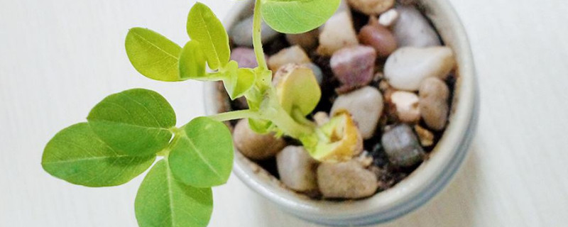 盆栽花生的种植方法和时间 花生应在什么时间种植最好