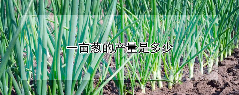 一亩葱的产量是多少 一亩葱的产量是多少吨