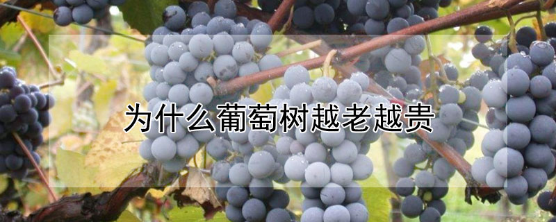 为什么葡萄树越老越贵 为什么葡萄树越老越贵呢