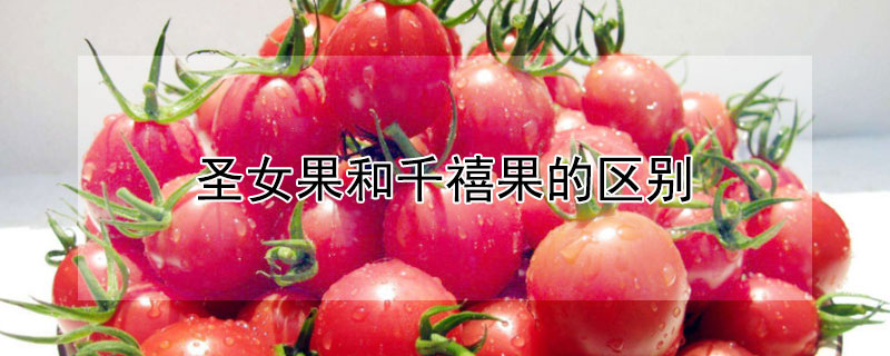 圣女果和千禧果的区别 圣女果和千禧果哪个更有营养