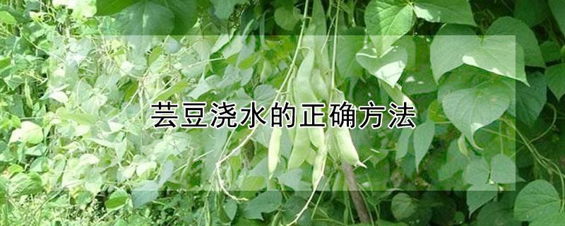 芸豆浇水的正确方法 芸豆如何浇水