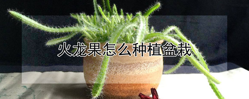 火龙果怎么种植盆栽（火龙果怎么种植盆栽视频教程）