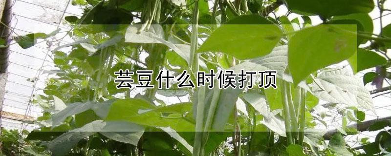 芸豆什么时候打顶 芸豆打头以后多少天开花