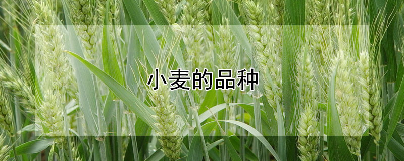 小麦的品种（硬质红小麦的品种）
