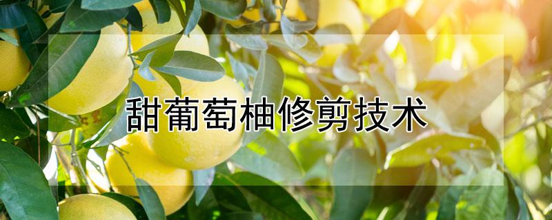 甜葡萄柚修剪技术 甜葡萄柚修剪技术与管理