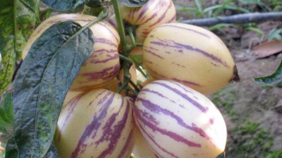 人参果的种植方法