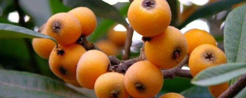 枇杷几年能结果（枇杷几年结果子）