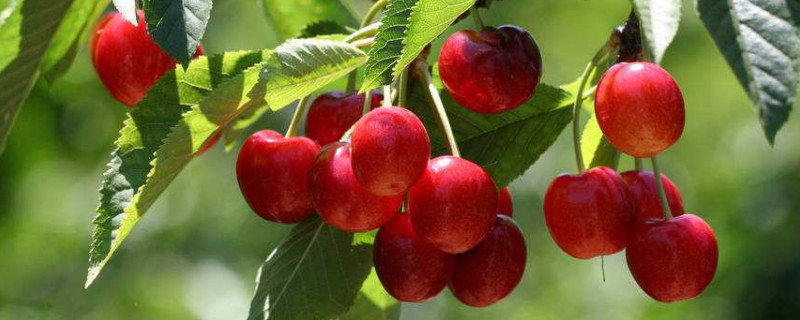 樱桃栽培技术与管理方法（樱桃栽培技术与管理方法图片）