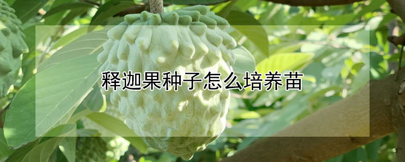 释迦果种子怎么培养苗 释迦果种子怎么培养苗