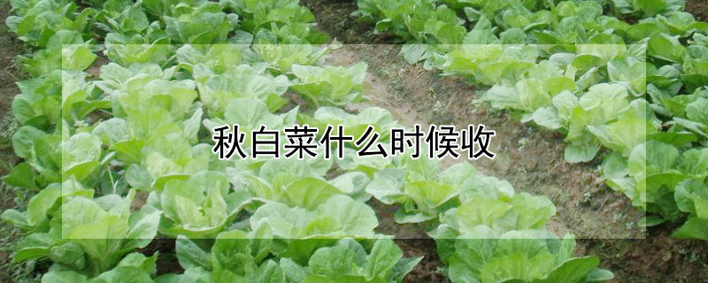 秋白菜什么时候收 秋白菜什么时候卖