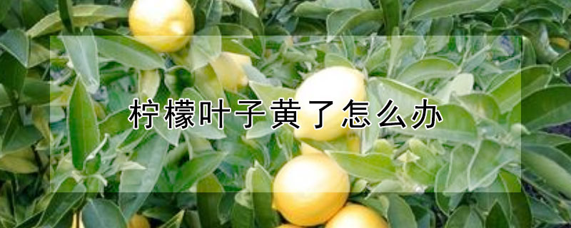 柠檬叶子黄了怎么办 柠檬叶子黄了怎么办呢