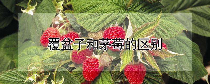 覆盆子和茅莓的区别（覆盆子和茅莓的区别在哪）
