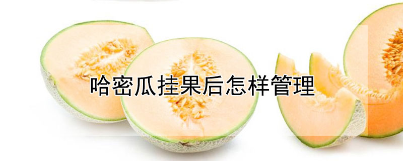 哈密瓜挂果后怎样管理（哈密瓜坐果后期要打什么药）