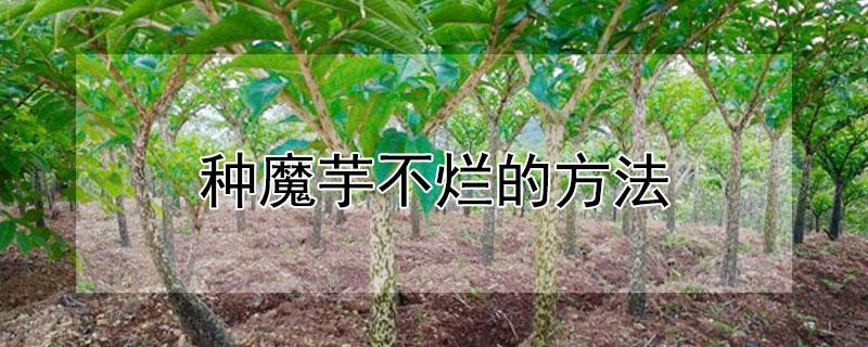 种魔芋不烂的方法 魔芋要怎么放不容易坏