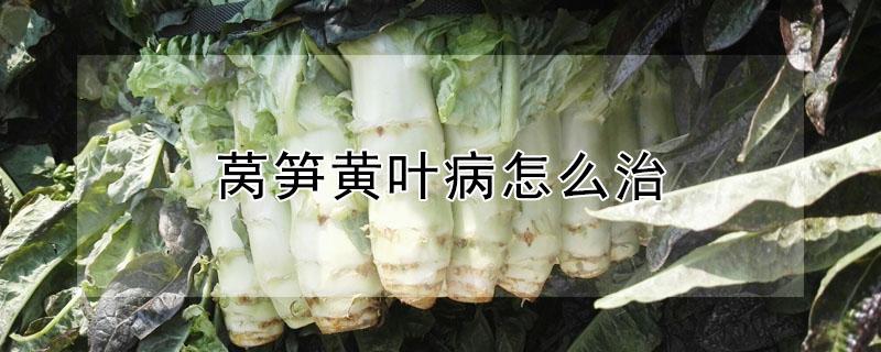 莴笋黄叶病怎么治 莴笋叶黄是什么病