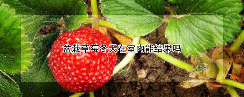 盆栽草莓冬天在室内能结果吗（盆栽草莓冬天在室内能结果吗视频）