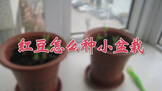 红豆怎么种小盆栽（红豆怎么种小盆栽好看）