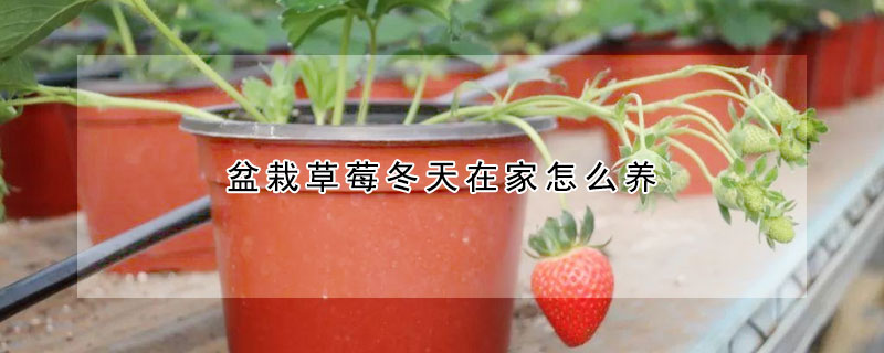 盆栽草莓冬天在家怎么养（草莓在家里冬天怎么养）