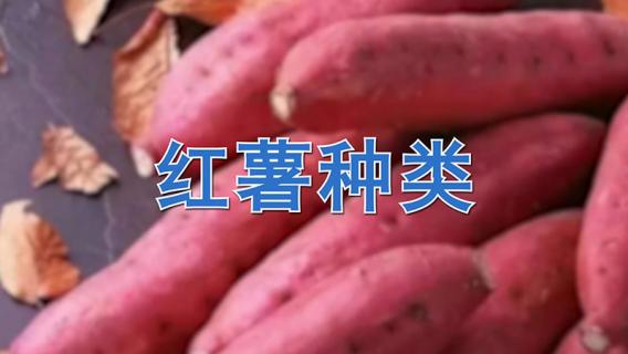 红薯种类有哪些 红薯种类有哪些图片