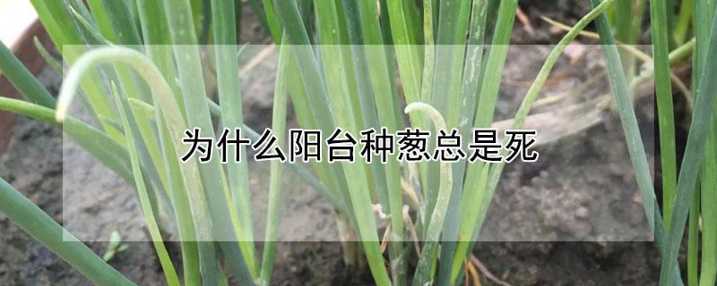 为什么阳台种葱总是死（为什么阳台种葱总是死根）