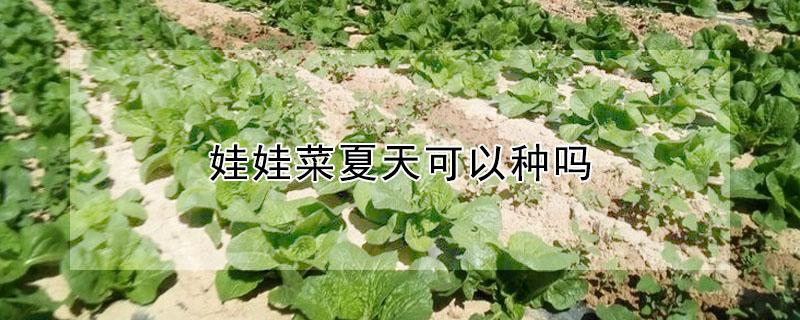 娃娃菜夏天可以种吗 娃娃菜夏天可以种吗视频