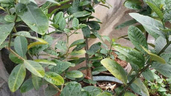 柠檬树盆栽的养殖方法和注意事项（柠檬树盆栽的养殖方法和注意事项有的带刺有的不带刺吗）