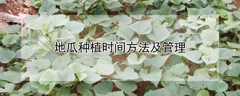 地瓜种植时间方法及管理（牧马山地瓜种植时间方法及管理）