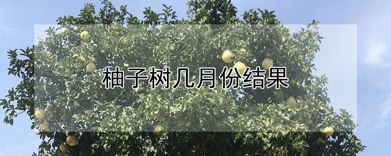 柚子树几月份结果 柚子树几月结果子