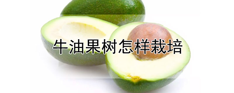 牛油果树怎样栽培（牛油果树怎样栽培才能成活）