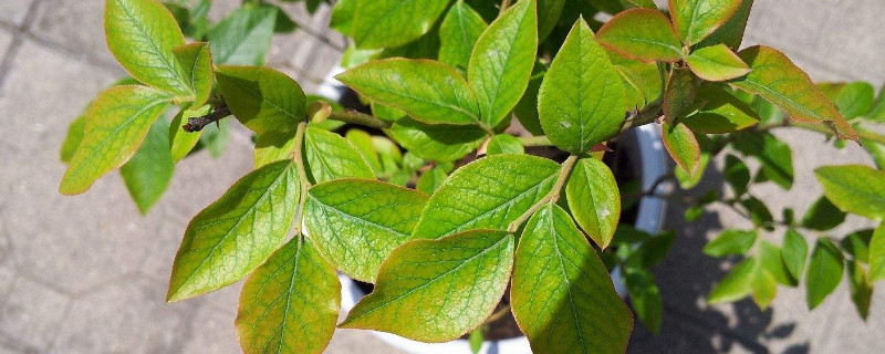 蓝莓叶子发黄是什么原因 蓝莓叶子发黄是什么原因呢