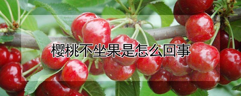 樱桃不坐果是怎么回事（樱桃不坐果怎么回事开花就落）