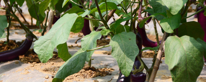 茄子叶片不平坦是什么原因（茄子叶片不平坦是什么原因造成的）