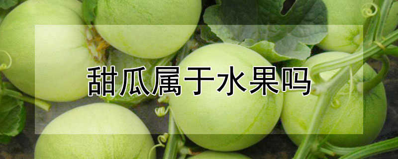甜瓜属于水果吗（甜瓜属于水果吗还是蔬菜）