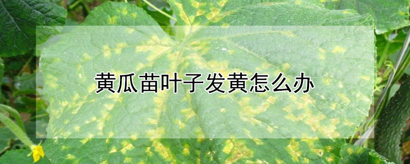 黄瓜苗叶子发黄怎么办（黄瓜苗叶子发黄怎么办用什么药）